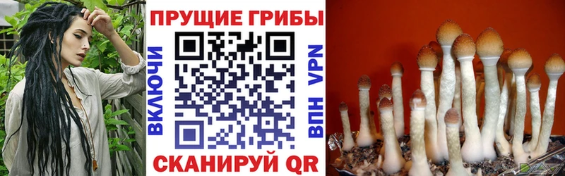 darknet официальный сайт  сколько стоит  Черемхово  Галлюциногенные грибы GOLDEN TEACHER 